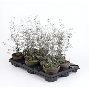 COROKIA COTONEASTER P10.5 STENEN POT