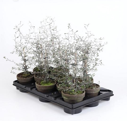 <h4>COROKIA COTONEASTER P10.5 STENEN POT</h4>