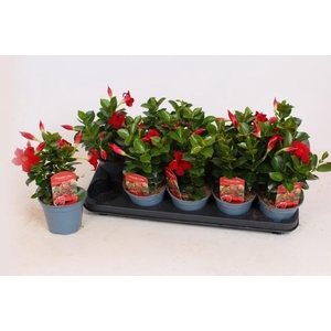 MANDE RIO DEEP RED