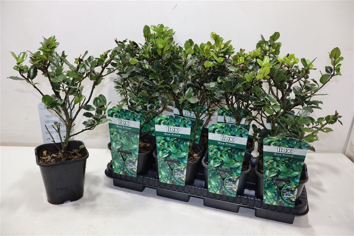 <h4>arr8 Ilex Ov</h4>