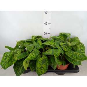 Homalomena wal. 'Camouflage'