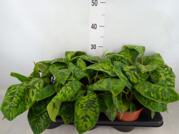 <h4>Homalomena wal. 'Camouflage'</h4>