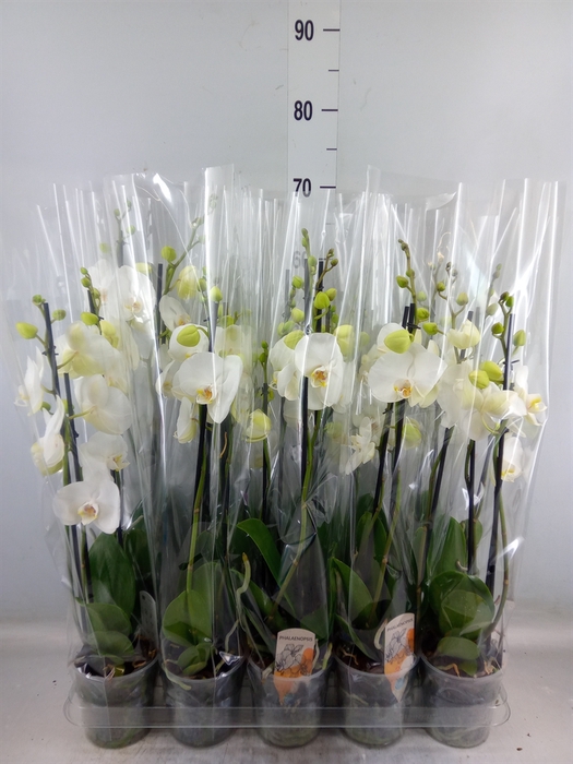 <h4>Phalaenopsis   ...</h4>