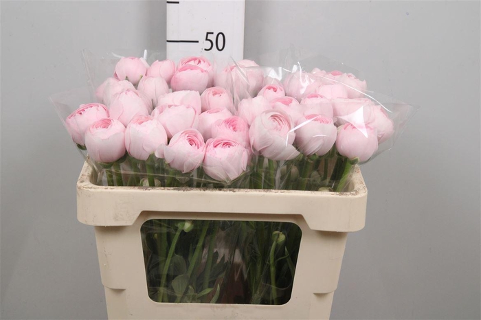 <h4>Ran Clooney Lady</h4>