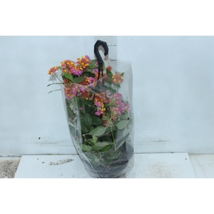 LANTANA CHERRY C18