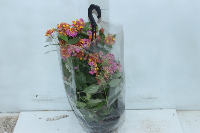 LANTANA CHERRY C18