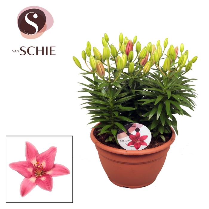 <h4>Az Rozalynn Pink Schaal 9pp</h4>