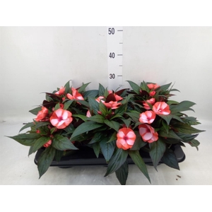 Impatiens NG 'Tamarinda Red Bicol'