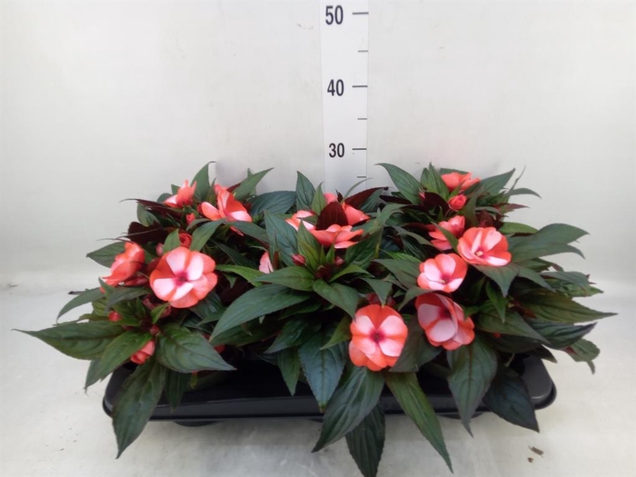 <h4>Impatiens NG 'Tamarinda Red Bicol'</h4>