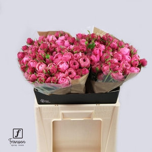 Rosa TR 'Silva Pink' FRANSEN