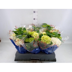 Hydrangea mac. 'Hi White Sun'
