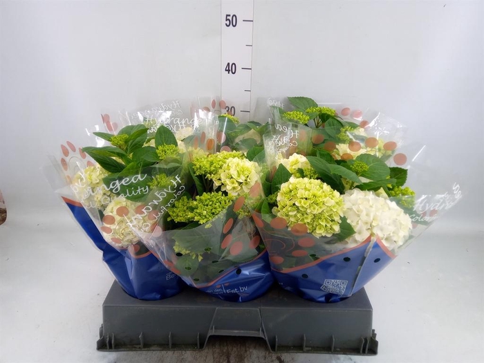 <h4>Hydrangea mac. 'Hi White Sun'</h4>