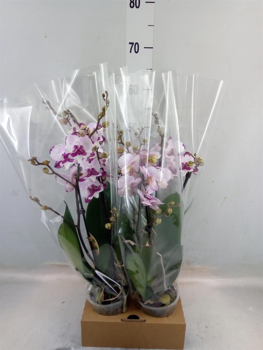 <h4>Phalaenopsis ...</h4>