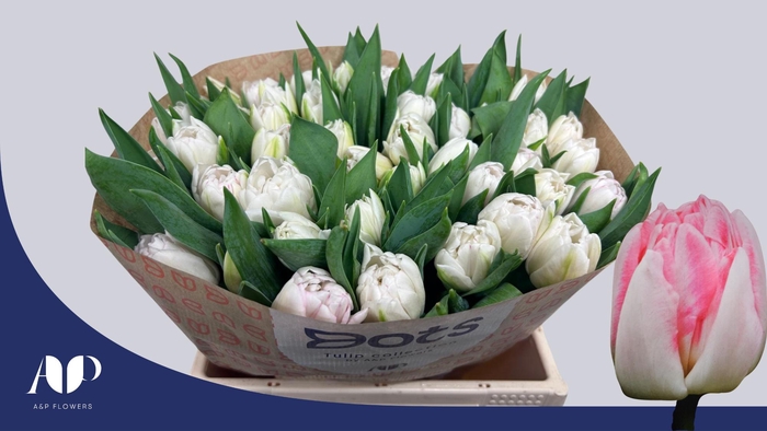 <h4>TU DU FOXTROT</h4>