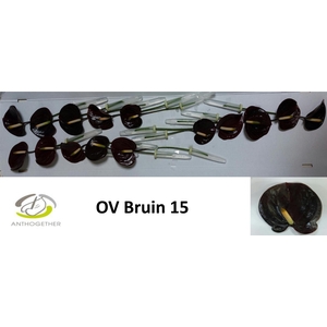 Anthurium Indiana Magic