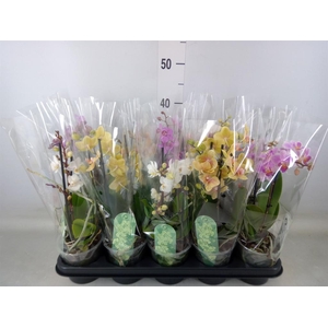 Phalaenopsis multi.   ...mix  4
