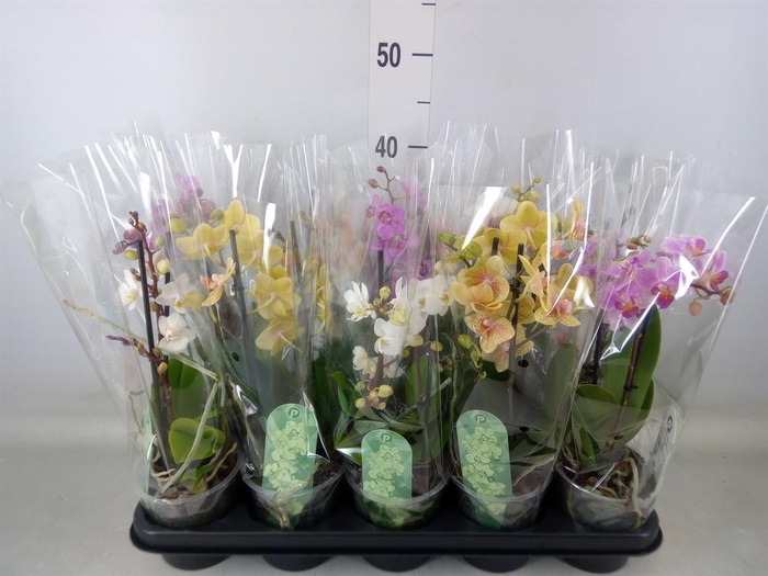 <h4>Phalaenopsis multi.   ...mix  4</h4>