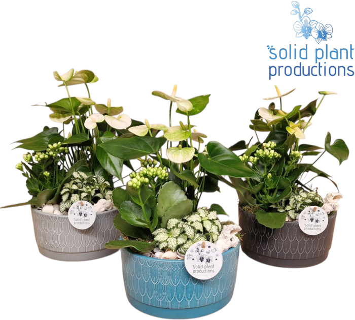 <h4>NV007 Sarah Navy Anthurium</h4>