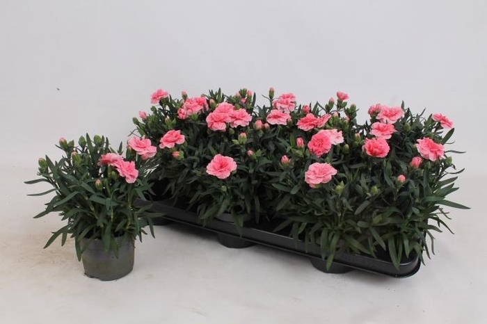 <h4>DIAN OSC PINK</h4>