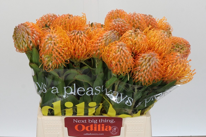 Nutans Soleil