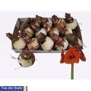 <h4>BLOEMBOL HIPPEASTRUM</h4>
