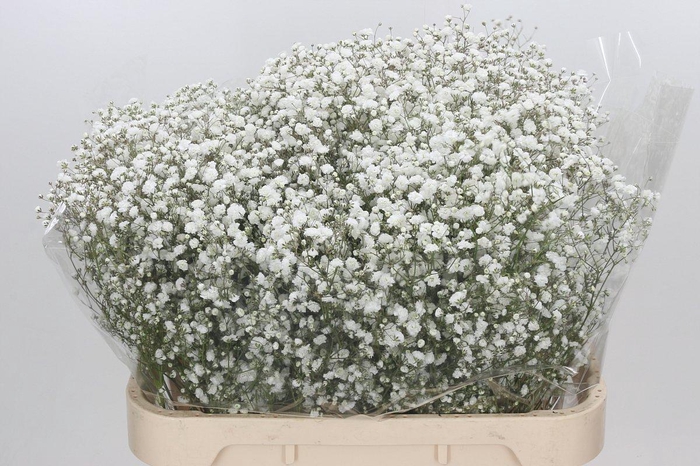 <h4>Gypso Xlence per Bunch</h4>