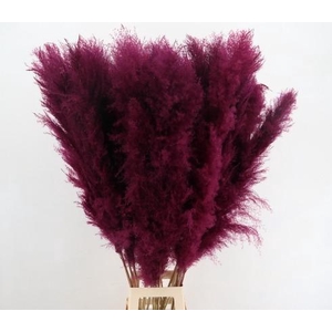 DF Pampas 130cm Bordeaux