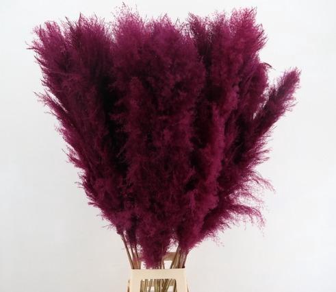 <h4>DF Pampas 130cm Bordeaux</h4>
