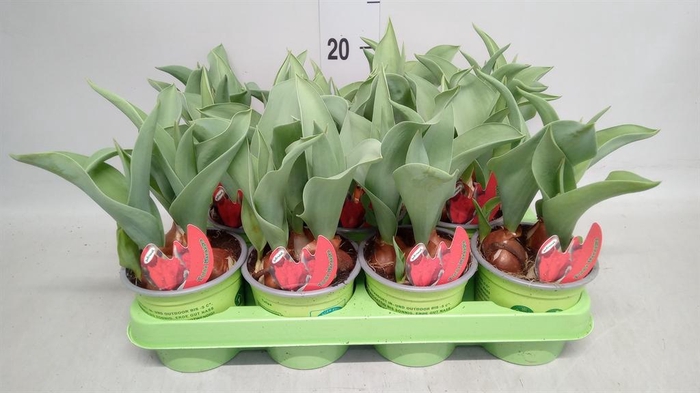 <h4>Tulipa   ...</h4>