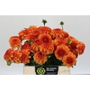 Dahlia American Sunset