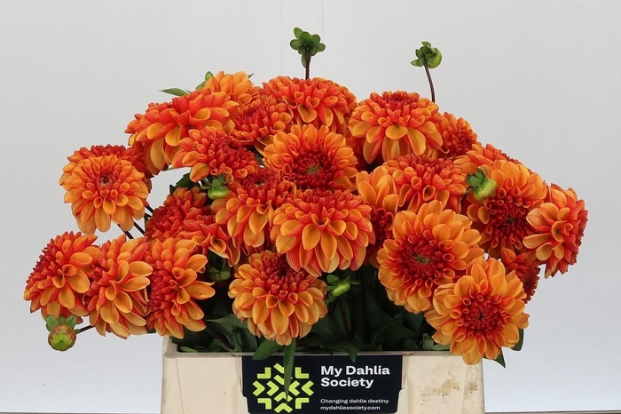 Dahlia American Sunset