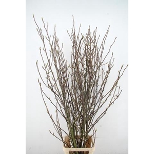 MAGNOLIA SOULANGEANA 200CM