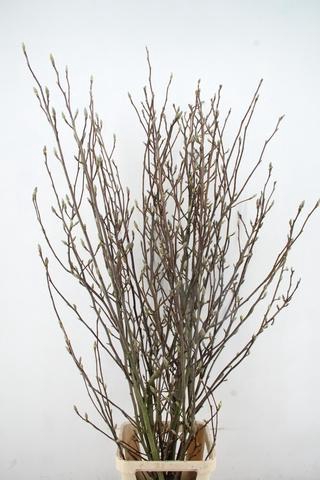 <h4>MAGNOLIA SOULANGEANA 200CM</h4>