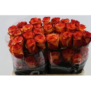 R Gr High & Magic Box