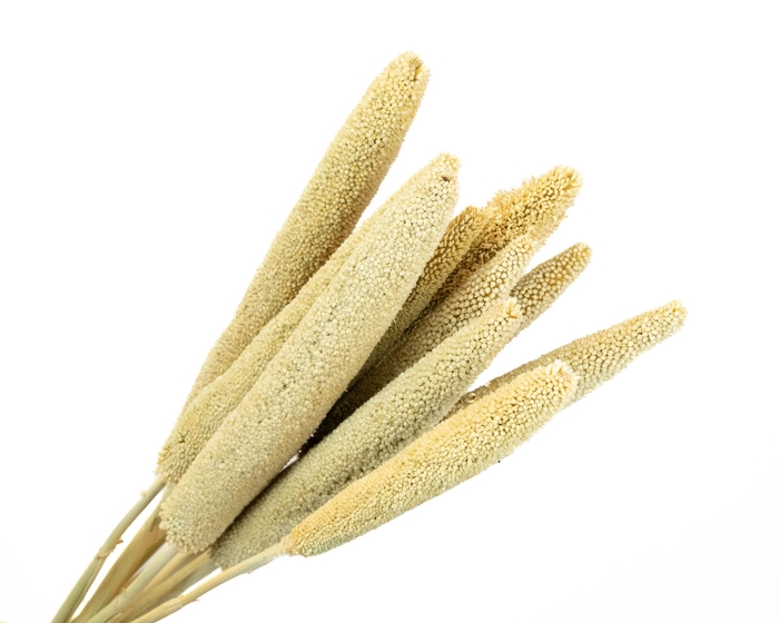 <h4>Babla Natural</h4>