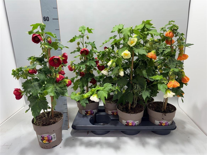 <h4>Abutilon gemengd</h4>