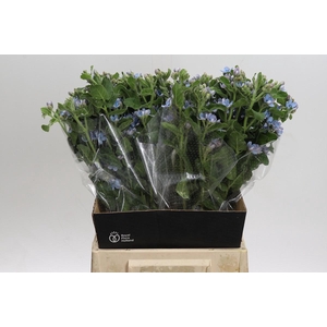 Oxypetalum Tweedia Blue