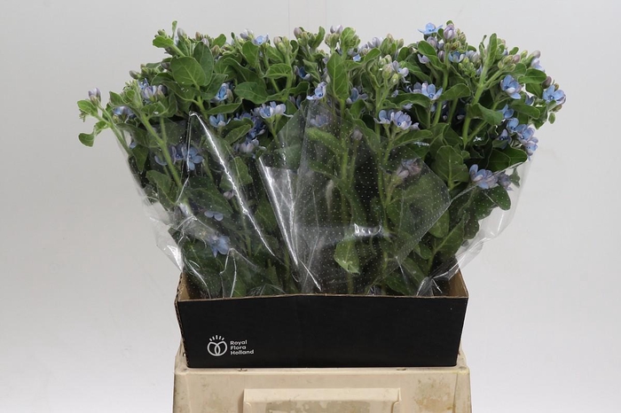 <h4>Oxypetalum Tweedia Blue</h4>