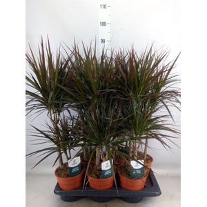 Dracaena marg. 'Magenta'