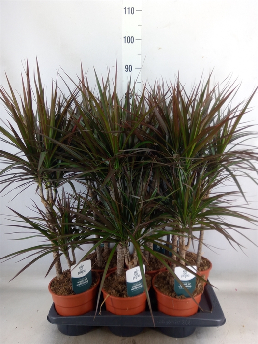 <h4>Dracaena marg. 'Magenta'</h4>