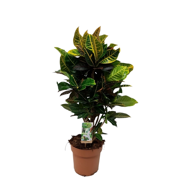 <h4>Codiaeum Petra- hoogte 80-85</h4>