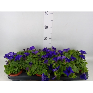 Petunia  'Famous Blue'