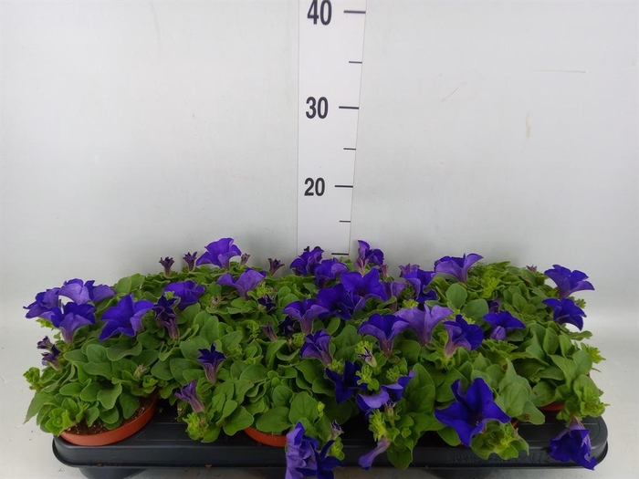 <h4>Petunia  'Famous Blue'</h4>