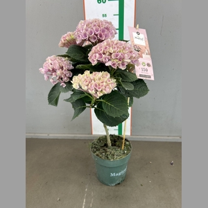 HYDRANGEA MAGICAL STAM  PINK