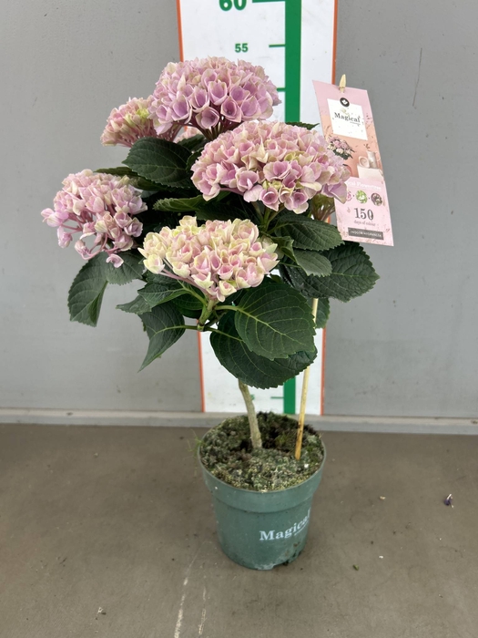 <h4>HYDRANGEA MAGICAL STAM  PINK</h4>