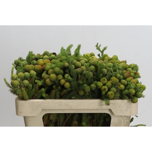 Kaaps Groen Baubles