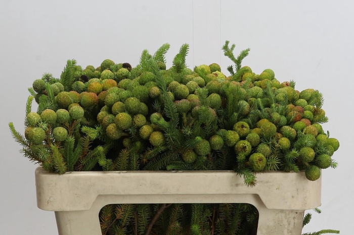 <h4>Cape Green Baubles</h4>