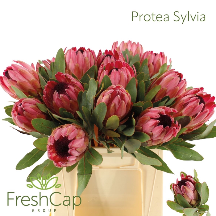 <h4>Protea Sylvia</h4>