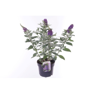 Buddleja Butterfly Candy Lila Sweetheart