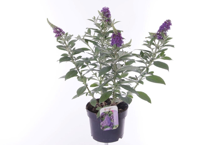 <h4>Buddleja Butterfly Candy Lila Sweetheart</h4>